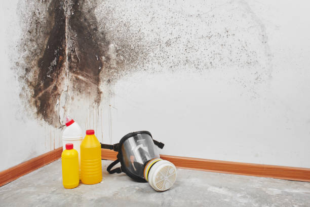 Mold Testing and Removal in Salem, NJ
