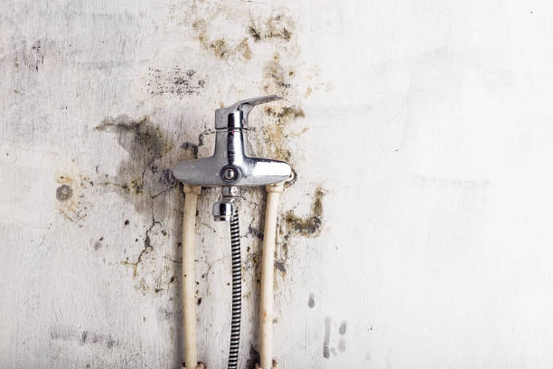 Home Mold Removal in Salem, NJ