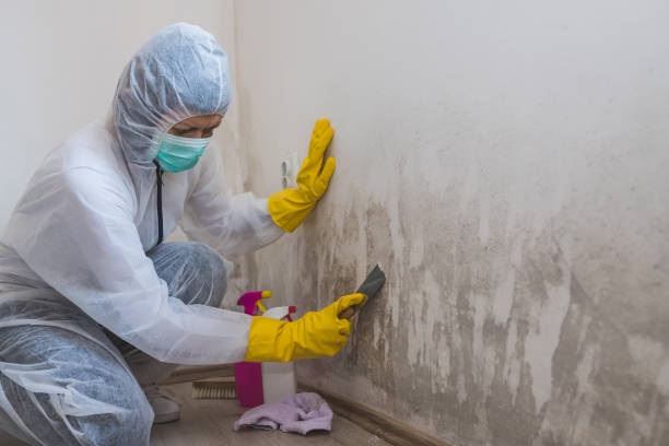 Best Local Mold Removal Service  in Salem, NJ