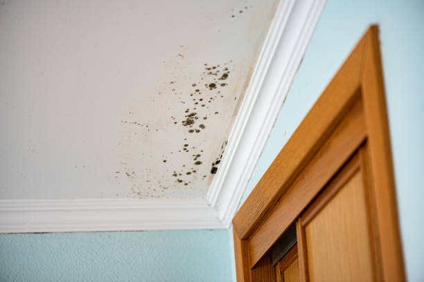 Best Mold Removal and Inspection  in Salem, NJ