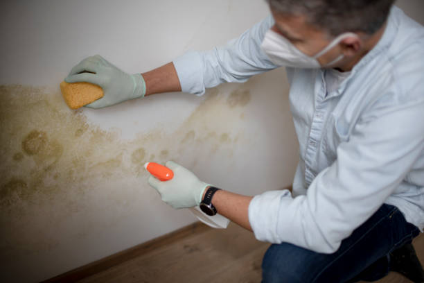 Best Black Mold Removal  in Salem, NJ