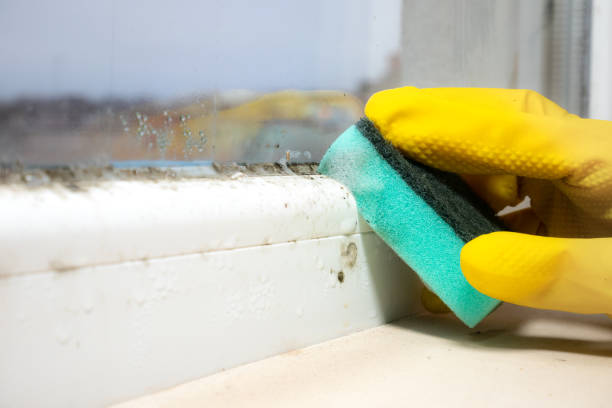 Best Mold Cleaning Services  in Salem, NJ