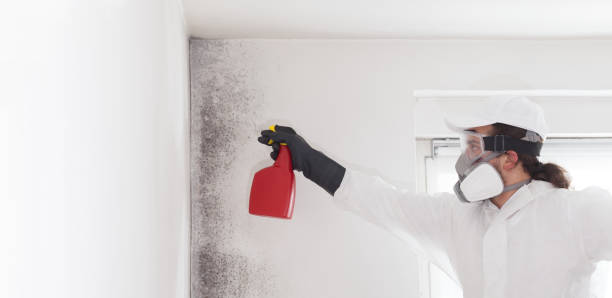 Best Black Mold Removal  in Salem, NJ