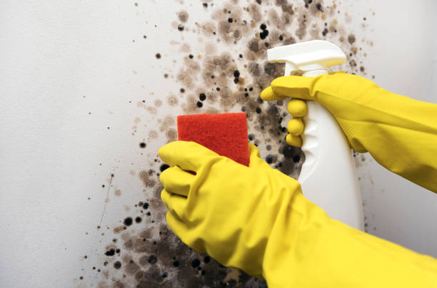 Best Affordable Mold Removal  in Salem, NJ