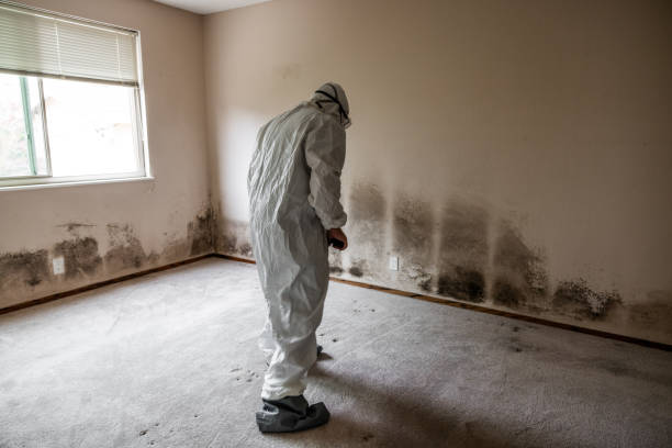 Best Crawl Space Mold Removal  in Salem, NJ