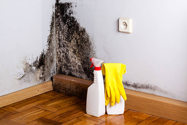 Best Same-Day Mold Removal  in Salem, NJ