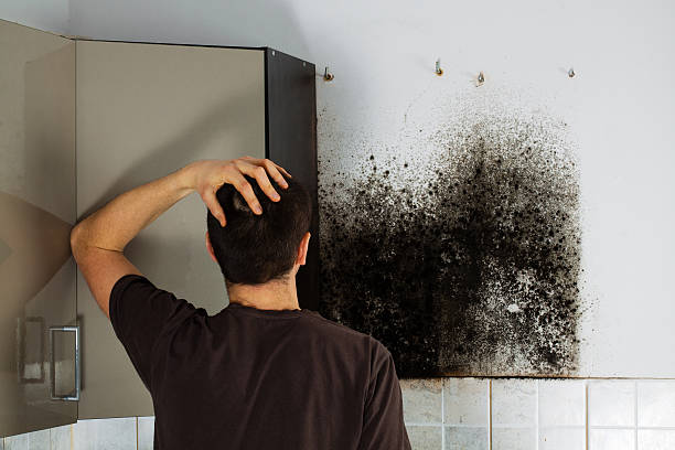Best Mold Damage Repair  in Salem, NJ