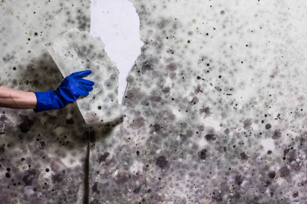Mold Removal and Inspection in Salem, NJ