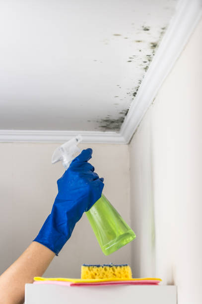 Best Certified Mold Removal  in Salem, NJ