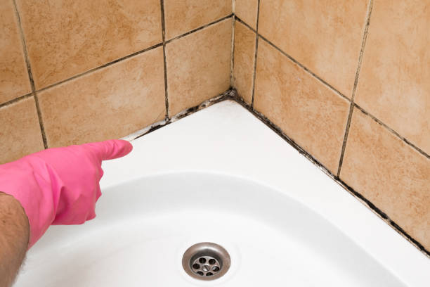 Best Mold Damage Repair  in Salem, NJ