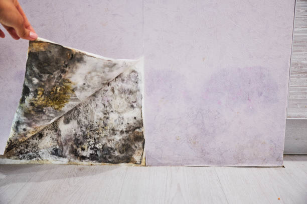 Best Mold Remediation  in Salem, NJ